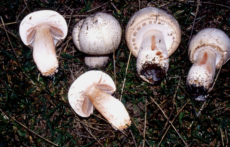 un MIX   per gli appassionati del Genere Agaricus